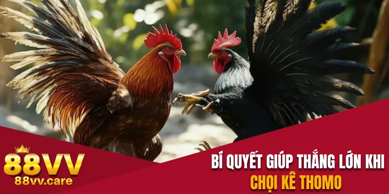 Đá Gà Thomo - Quy Luật Chọi Kê Đơn Giản Dành Cho Newbie 4 Bí quyết giúp người chơi thắng lớn khi chọi kê Thomo
