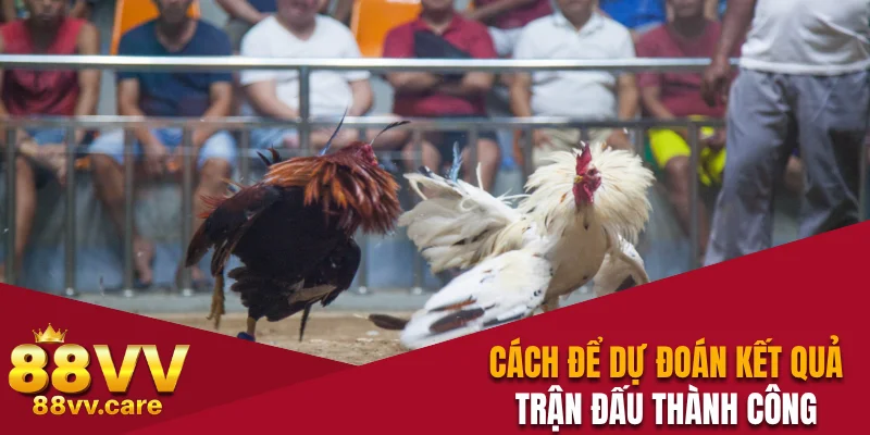 Đá Gà Cựa Sắt - Sân Chơi Kịch Tính Với Trận Đấu Hấp Dẫn 4 Cách để dự đoán kết quả trận đấu thành công