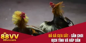 đá gà cựa sắt