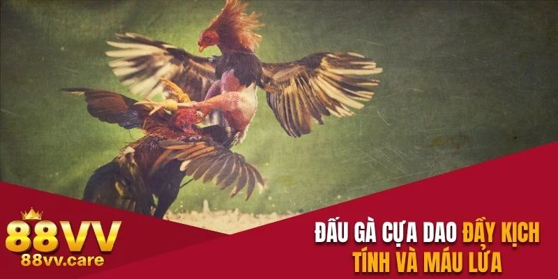 Đá Gà Cựa Dao - Chọi Kê Máu Lửa, Kịch Tính Từng Thước Phim 3 Đấu gà cựa dao đầy kịch tính và máu lửa