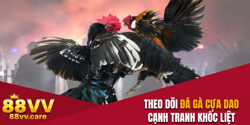 Theo dõi chọi gà cựa dao cạnh tranh khốc liệt